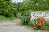 20080510_101513 Papaveri sulla strada per Cascina Nuova.jpg